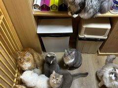 -MOCHA明星猫咖(田子坊店)