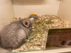 -龙猫仔乐园(惠福东路店)