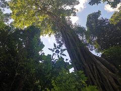 -西双版纳原始森林公园