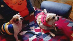 -椿树下·Tattoo纹身工作室