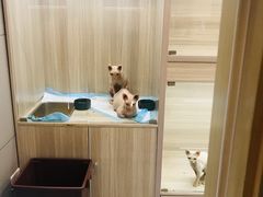 -飞行喵MR PILOT|猫舍·猫咖(静安大融城店)