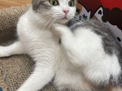 -COLOR PETS 撸猫馆·购猫·猫咖(长风大悦城店)