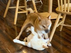 -豆柴町-柴犬主题狗咖(红鼎国际C座店)