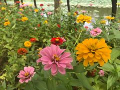 -艾溪湖湿地公园