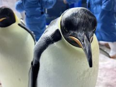 -海合安武汉极地海洋公园