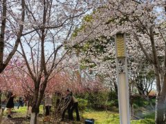 -高东镇樱花园