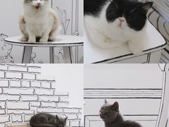 -白夜2D咖啡馆