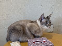 -藏猫猫咖啡主题馆(中央大道店)