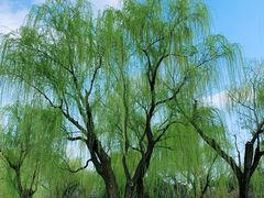 -柳浪闻莺公园