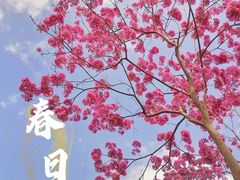 -红花山公园
