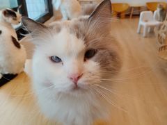 -有喵·猫咖·狗咖·40+猫狗有小奶狗(岗厦店)