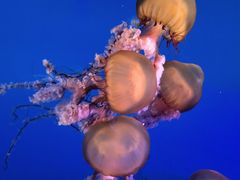 -太平洋海底世界