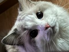 -纳吉亚猫专科动物医院·北北分院