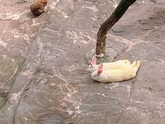 -西霞口神雕山野生动物世界