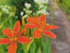 -春花秋色城市公园