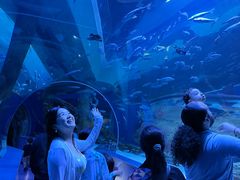 -迪拜水族馆及水下动物园