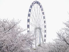 -顾村公园