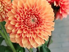 -爱尚幸福鲜花(上地实体店)