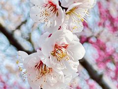 -花开海上生态园