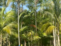 -中国科学院西双版纳热带植物园