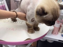 -FAELING PETS美天灵宠物(富力广场店)