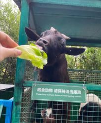 点击看大图 -可可天空农场(中大店)