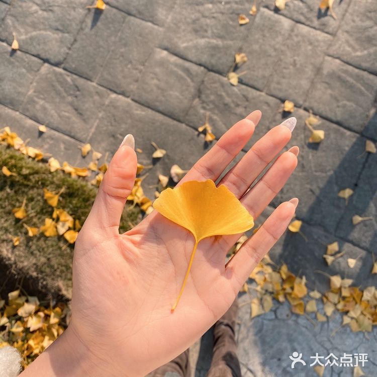 抓住秋天的小尾巴🍂银杏的黄也太温柔辣！