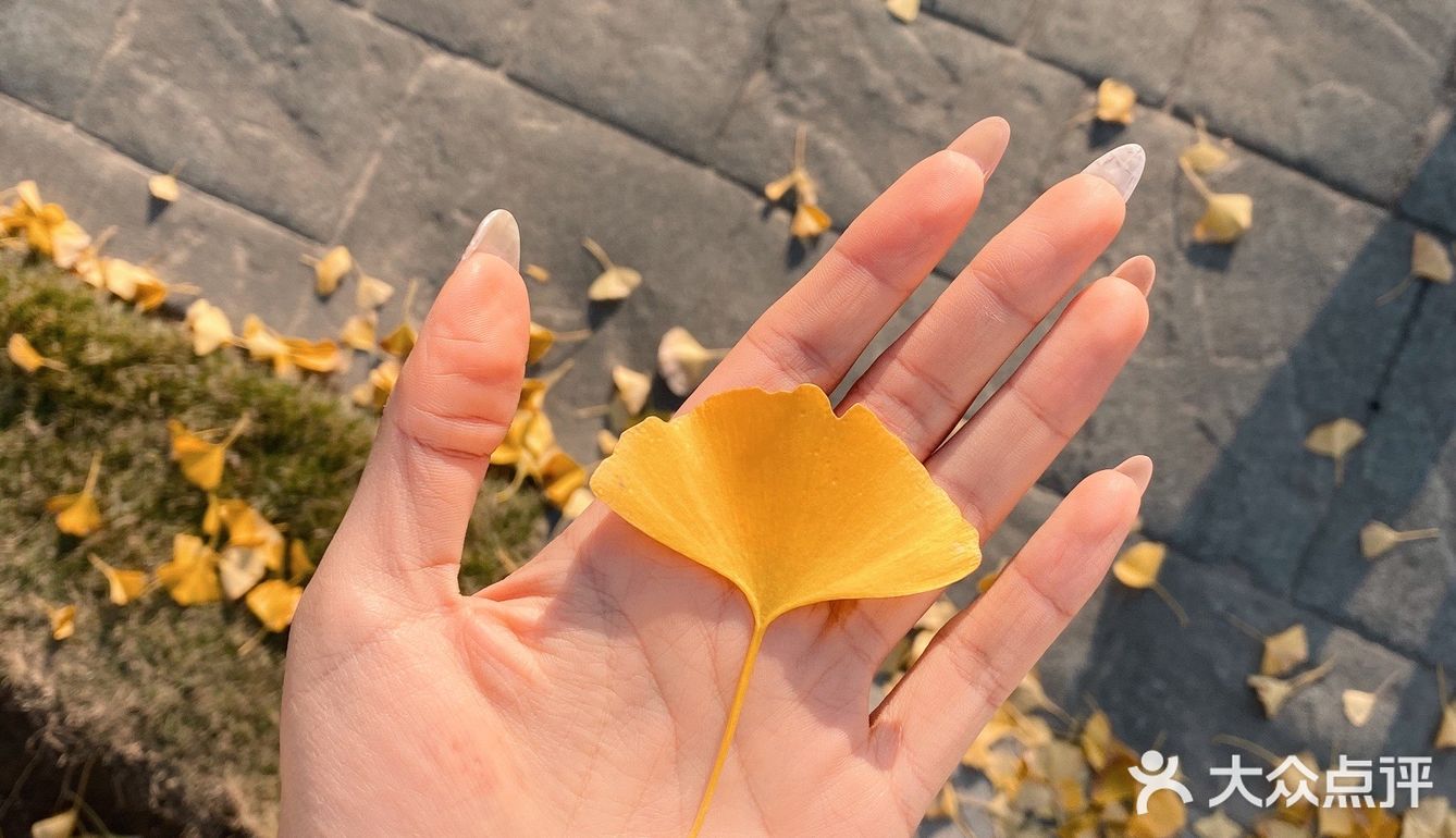 抓住秋天的小尾巴🍂银杏的黄也太温柔辣！