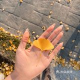 抓住秋天的小尾巴🍂银杏的黄也太温柔辣！