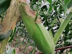 -庞各庄翠芳园西瓜蔬菜基地采摘园