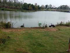 -瑶湖郊野森林公园