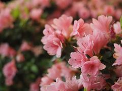 -木兰云雾山