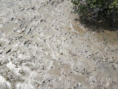 -北海金海湾红树林生态旅游区