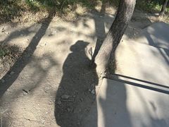 -香山公园