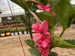 -旺角小渔村·海肠捞饭开创者(环山路店)