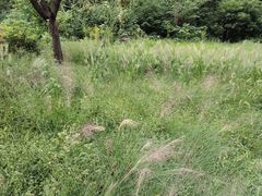 -昆山城市生态森林公园