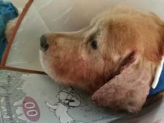 -爱侣宠医·鹦鹉专科·小型哺乳类·异宠专科(灵石路店)