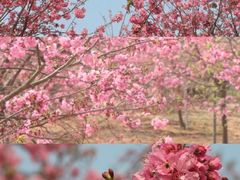 -天适樱花悠乐园
