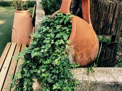 -旅马餐厅(茅家埠店)