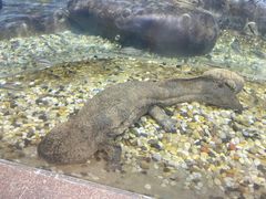 -上海海洋水族馆