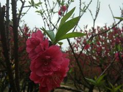 android_upload_pic-南国桃园旅游度假区