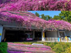 -深圳市中科院仙湖植物园