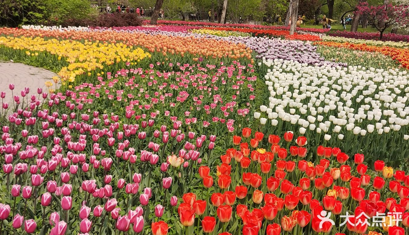 上週日北京植物園南門的8000餘平米的鬱金香園