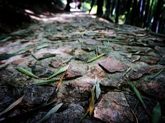 -上海佘山国家森林公园天马山园