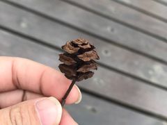 -黄海国家森林公园