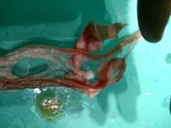 -曲氏老北京涮肉(摩尔店)