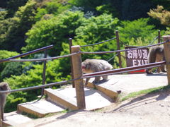 -岚山猴子公园