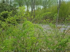 -永定河休闲森林公园