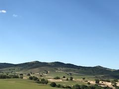 -乌兰布统景区-白桦林