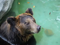 -灵玲国际马戏城